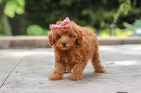 Posie, a female Maltipoo for sale in Baltic, OH – 2 of 6