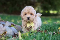 Milo, a male Maltipoo for sale in Baltic, OH – 2 of 5