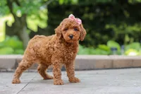 Indie, a female Maltipoo for sale in Baltic, OH – 4 of 6