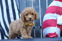 James, a male Poodle - Miniature  for sale in Baltic, OH – 5 of 10