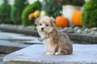 Charlie, a male Morkie for sale in Baltic, OH – 3 of 10