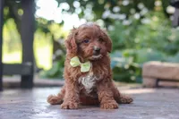 Justin, a male Cavapoo for sale in Baltic, OH – 7 of 10