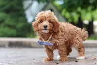 Leo, a male Maltipoo for sale in Baltic, OH – 7 of 10