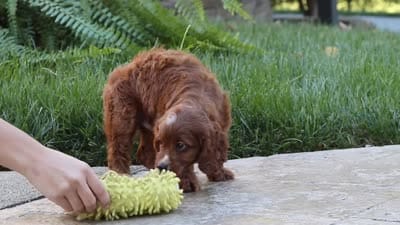 Blake, a male Cavapoo for sale in Baltic, OH – 7 of 10