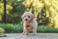 Archie, a male Maltipoo for sale in Baltic, OH – 3 of 10