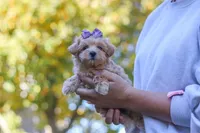 Wren, a female Maltipoo for sale in Baltic, OH – 4 of 7