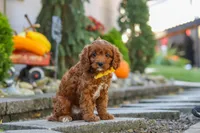 Benji, a male Cavapoo for sale in Baltic, OH – 3 of 10