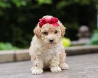 Faye, a female Maltipoo for sale in Baltic, OH – Photo 5 of 5