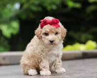 Faye, a female Maltipoo for sale in Baltic, OH – Photo 1 of 5