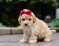 Faye, a female Maltipoo for sale in Baltic, OH – Photo 3 of 5