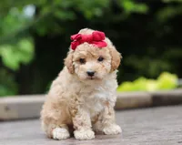 Faye, a female Maltipoo for sale in Baltic, OH – Photo 4 of 5