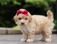 Faye, a female Maltipoo for sale in Baltic, OH – Photo 2 of 5