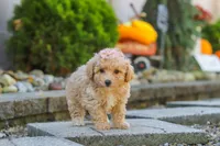 Posie, a female Maltipoo for sale in Baltic, OH – 7 of 10