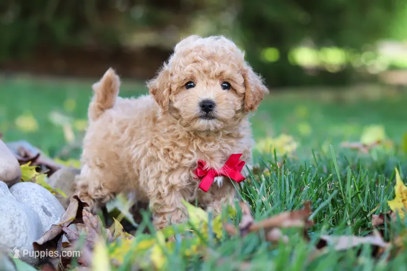Charlie  – Maltipoo puppy for sale in Baltic, OH