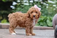 Raina, a female Maltipoo for sale in Baltic, OH – 7 of 9