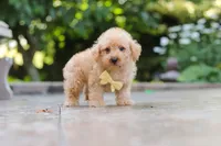 Scout, a male Schnoodle for sale in Baltic, OH – 6 of 7
