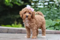 Raina, a female Maltipoo for sale in Baltic, OH – 9 of 9