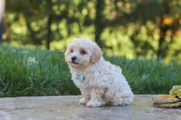 Finley, a male Maltipoo for sale in Baltic, OH – 10 of 10