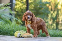 Blake, a male Cavapoo for sale in Baltic, OH – 6 of 10