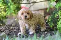 Amelia, a female Maltipoo for sale in Baltic, OH – 3 of 10