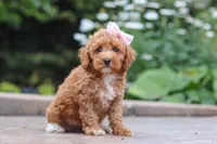Raina, a female Maltipoo for sale in Baltic, OH – 4 of 9