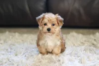 Charlie, a male Morkie for sale in Baltic, OH – 6 of 10
