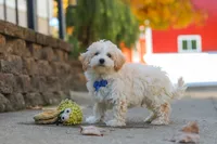 Koda, a male Maltipoo for sale in Baltic, OH – 3 of 10