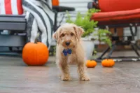 Scout, a male Schnoodle for sale in Baltic, OH – 6 of 7