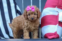Amelia, a female Cavapoo for sale in Baltic, OH – 1 of 8