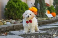 Koda, a male Maltipoo for sale in Baltic, OH – 8 of 10