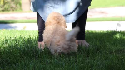 Buddy, a male Maltipoo for sale in Baltic, OH – 6 of 6