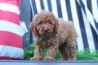 Adam, a male Poodle - Miniature  for sale in Baltic, OH – 6 of 8