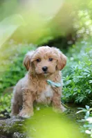Christopher, a male Maltipoo for sale in Baltic, OH – 7 of 10