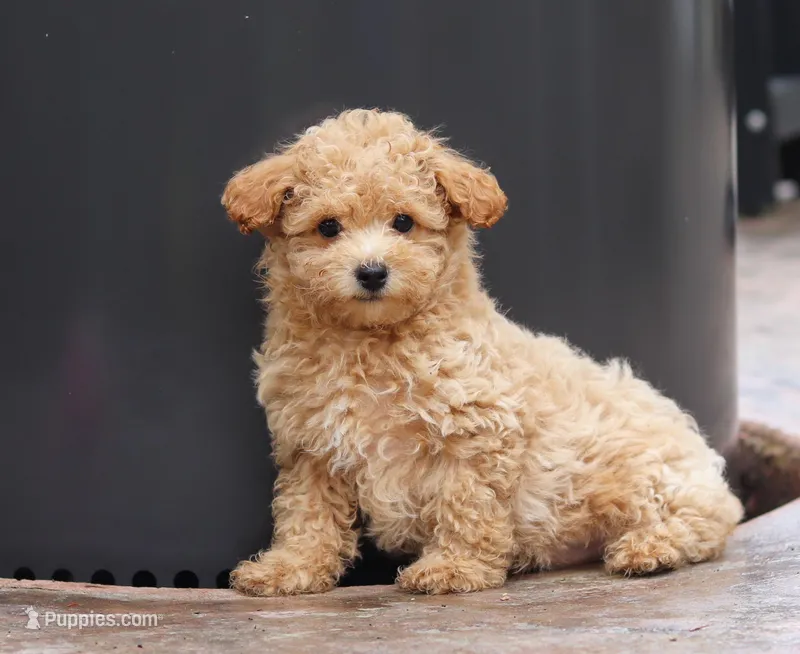 Atlas, a male Maltipoo for sale in Baltic, OH – Photo 1 of 1