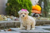 Maple, a female Maltipoo for sale in Baltic, OH – 6 of 7