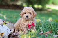 Charlie , a male Maltipoo for sale in Baltic, OH – 3 of 5