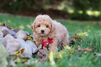 Charlie , a male Maltipoo for sale in Baltic, OH – 2 of 5