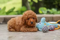 Karter, a male Poodle - Miniature  for sale in Baltic, OH – 5 of 7