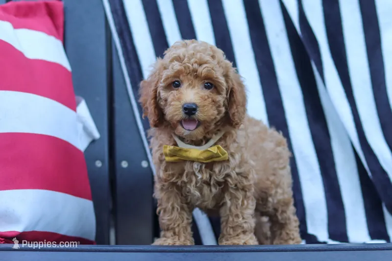 James – Poodle - Miniature  puppy for sale in Baltic, OH