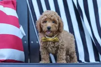 James, a male Poodle - Miniature  for sale in Baltic, OH – 1 of 10