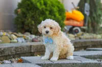 Brooks, a male Maltipoo for sale in Baltic, OH – 2 of 6