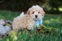 Buddy, a male Maltipoo for sale in Baltic, OH – 1 of 6
