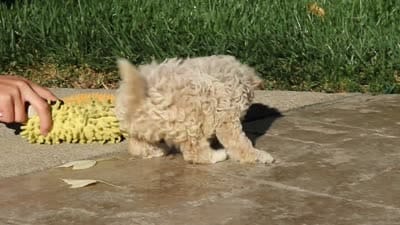 Maple, a female Maltipoo for sale in Baltic, OH – 7 of 7
