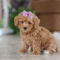 Willow, a female Schnoodle for sale in Baltic, OH – Photo 1 of 5
