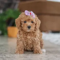 Willow, a female Schnoodle for sale in Baltic, OH – Photo 2 of 5