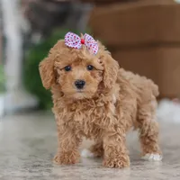 Willow, a female Schnoodle for sale in Baltic, OH – Photo 4 of 5