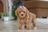 processed/33b2ff1b-6685-41c3-89f2-785806f5f65a/listing/f844841c-d400-4ae3-a75c-0a9a5b51b2d7/524e63e6-c0de-4932-93ab-b37239e31355