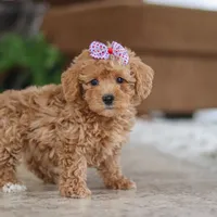 Willow, a female Schnoodle for sale in Baltic, OH – Photo 3 of 5