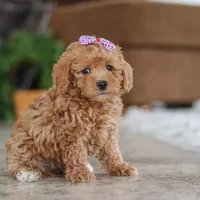 Willow, a female Schnoodle for sale in Baltic, OH – Photo 5 of 5