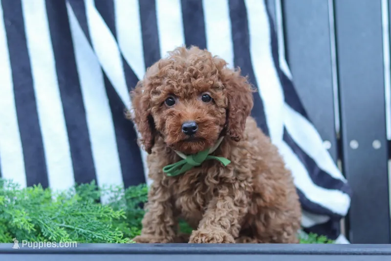 Adam – Poodle - Miniature  puppy for sale in Baltic, OH